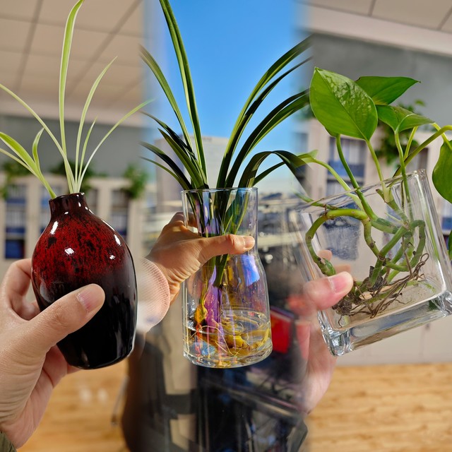 5年只用清水！放机箱上一直钻新芽！这3种绿植想养死都不容易~