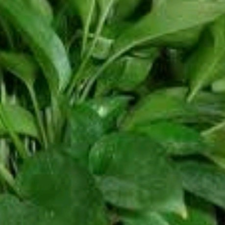 双盟绿萝盆栽：新房与办公室的空气净化“小卫士”