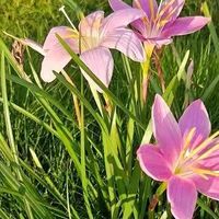 常年开花的风雨兰，很快就能养爆盆！