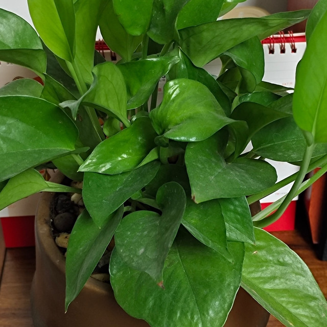 绿萝养护小课堂，懒人也能养出瀑布绿！