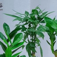 家有招财树省心又添绿——九千谷金钱树，懒人绿植的正确打开方式