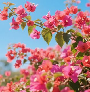 想要三角梅爆花，只需“3招”，让它开成