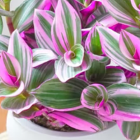 这5种“给点阳光就灿烂”的神仙植物，手残党也能养爆盆！