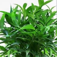 家有清心绿，蚊扰不再有&墨一竹柏，懒人也能轻松驾驭的四季常青