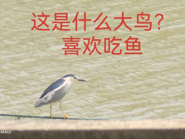 一群大鸟，立在水资源监测点等吃！