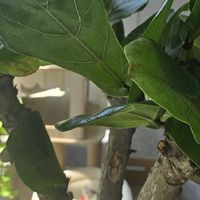 琴叶榕的养护和优点~~