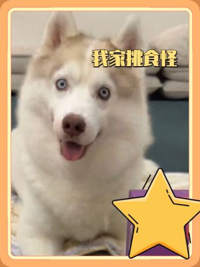 双汇猫犬通用零食