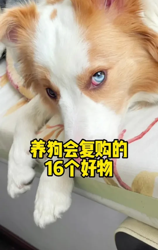 养狗四年会复购的16件好物～ #宠物用品推荐 #养宠好物 #抖音好物年货节