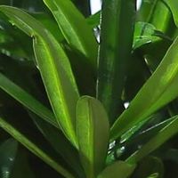 懒人也能绿意满满：轻松上手的绿植养护秘籍