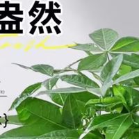 家有“摇钱树”——泰西丝发财树，懒人也能轻松拥有的幸运绿意！