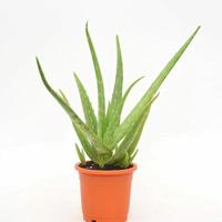 有那些不需要太多照顾，养护不当也能存活的植物。懒人养护的绿植