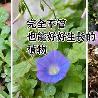 完全不管，也能好好生长的植物，看看有没有你喜欢的