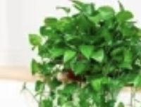 室内空气净化神器：低维护绿植大盘点
