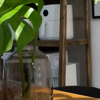 水培龟背竹：室内绿植界的全能王者