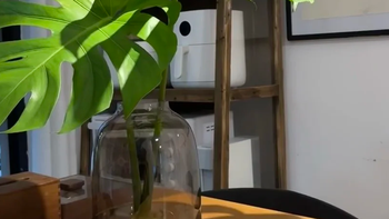 水培龟背竹：室内绿植界的全能王者