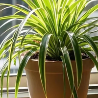 吊兰养护全攻略：新手也能轻松养出爆盆绿意