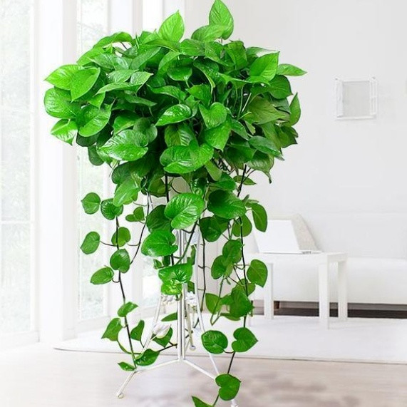 养不死的绿植天花板——绿萝