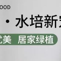 泰西丝水培粉掌，轻松养出绿意