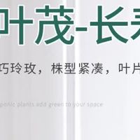 沭之美长寿花绿植盆栽（混色长寿花+塑料螺纹盆）