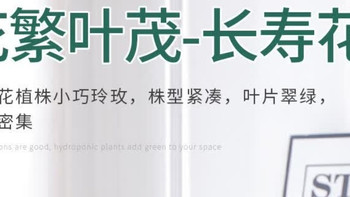 沭之美长寿花绿植盆栽（混色长寿花+塑料螺纹盆）