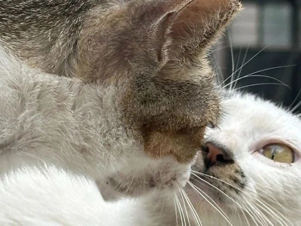 【科学护猫行动】正确投喂指南，守护校猫健康