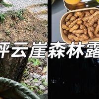 端午避暑松林露营！