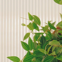 人见人夸的绝美墙挂绿植！竹编吊篮钻石翡翠惊艳来袭