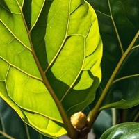 懒人福音！琴叶榕保姆级养护指南，轻松养出绿植天花板