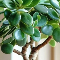 玉树才是懒人镇宅王！招财养命全攻略