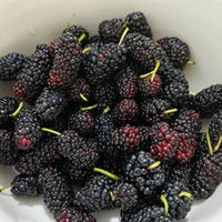 肾不好的 气血不足 吃点桑葚！桑葚可以怎么吃呢？