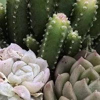 懒人必备的办公室绿植