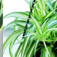 低维护绿植推荐——让家更清新，养护更省心！ 