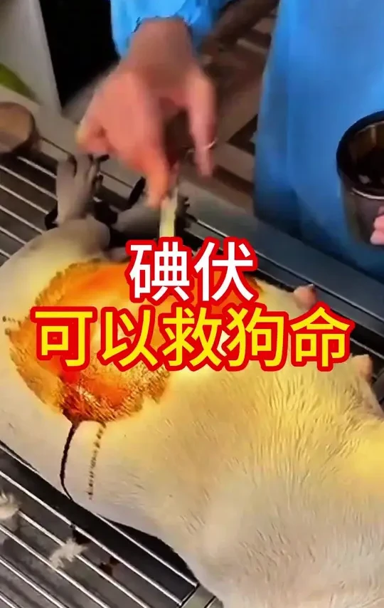 碘伏可以救狗命#狗#狗狗#新手养狗#宠物驱虫 #养狗经验分享