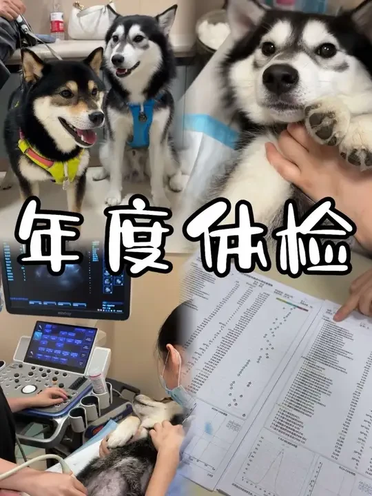 熟自制狗狗的年度体检报告｜体检项目&结果📑 五月大喜的年度体检报告来咯！！
附详细的狗狗年度体检项目 快来抄作业啦～
#狗狗体检 #狗狗体检项目 #宠物体检