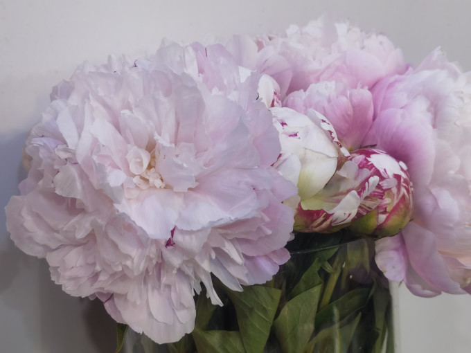 鲜花