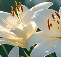 失眠怎么办？这些天然食物竟能助你安稳入眠，效果惊人！