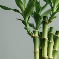 富贵竹：懒人绿植的理想选择