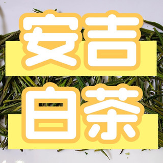 安吉白茶的口感和香味特点有哪些？性价比高的品牌推荐