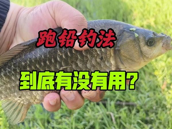 跑铅钓法备受争议，为什么还那么多人追捧？钓鱼技巧分享 #钓鱼