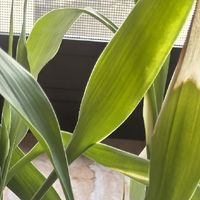 懒人富贵竹都养不活咋办