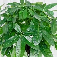 花翁发财树客厅大型盆栽绿植推荐