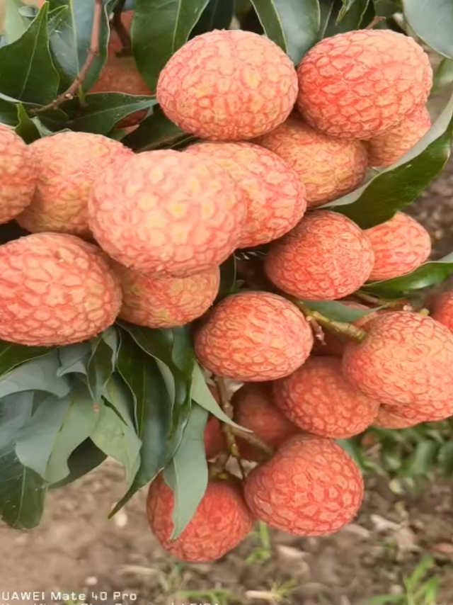 尝鲜必备：新鲜荔枝来啦