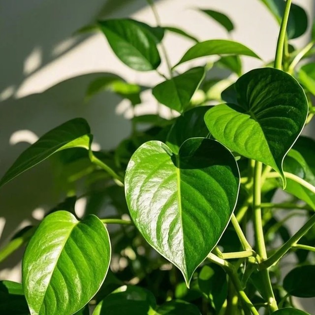 懒人绿植就选绿萝