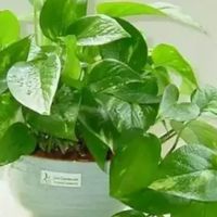 绿萝：耐阴易养的室内净化植物