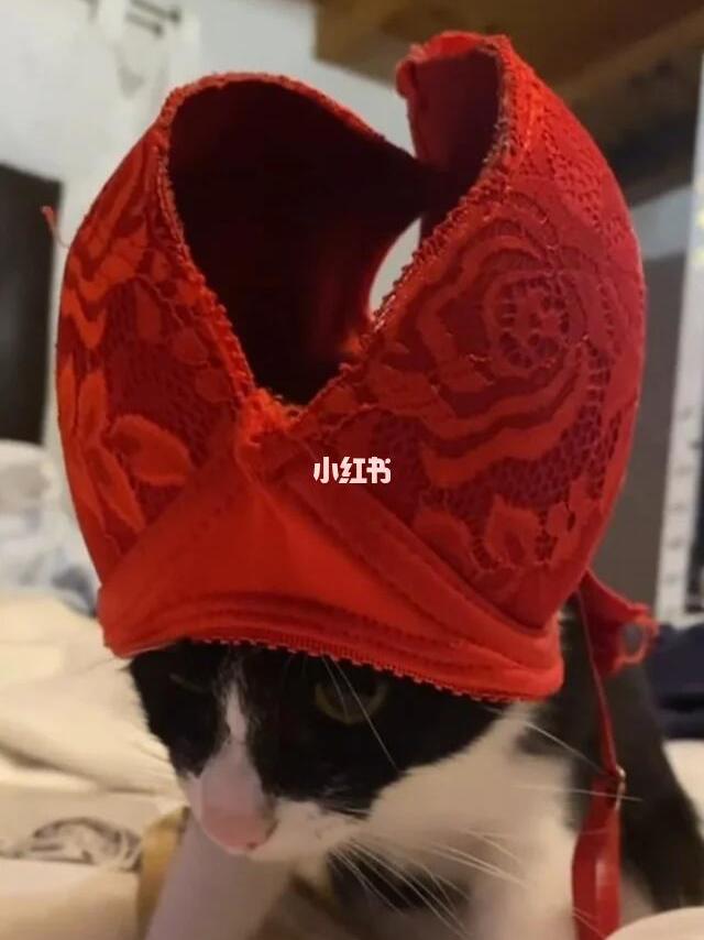 Habemus Papam！ 新的教皇诞生了
