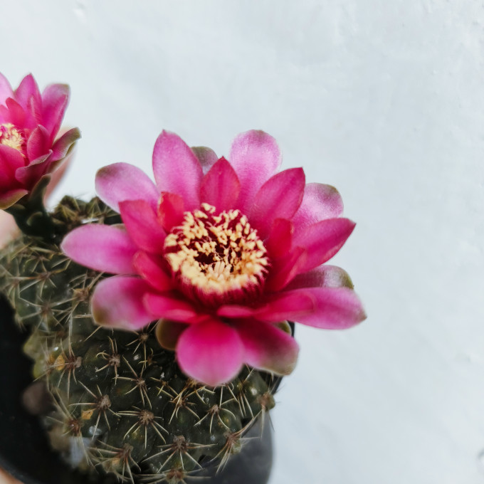 鲜花绿植