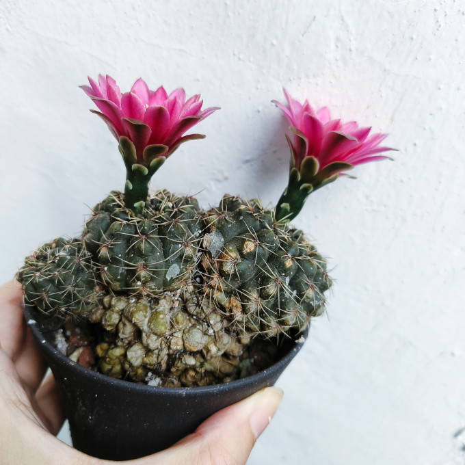鲜花绿植