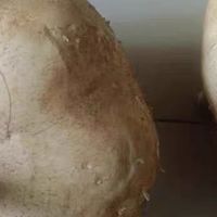 凉薯：阳光与土壤的甜蜜结晶