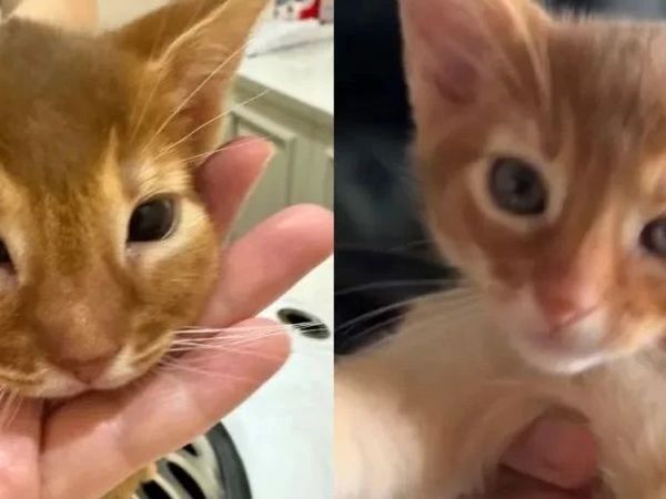 猫咪久治不愈的病症，原来是过敏，看看你家猫咪有没有这些问题