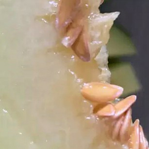 临玉菇香瓜：甜香细腻的自然馈赠